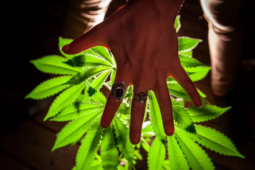 Cannabis social clubs